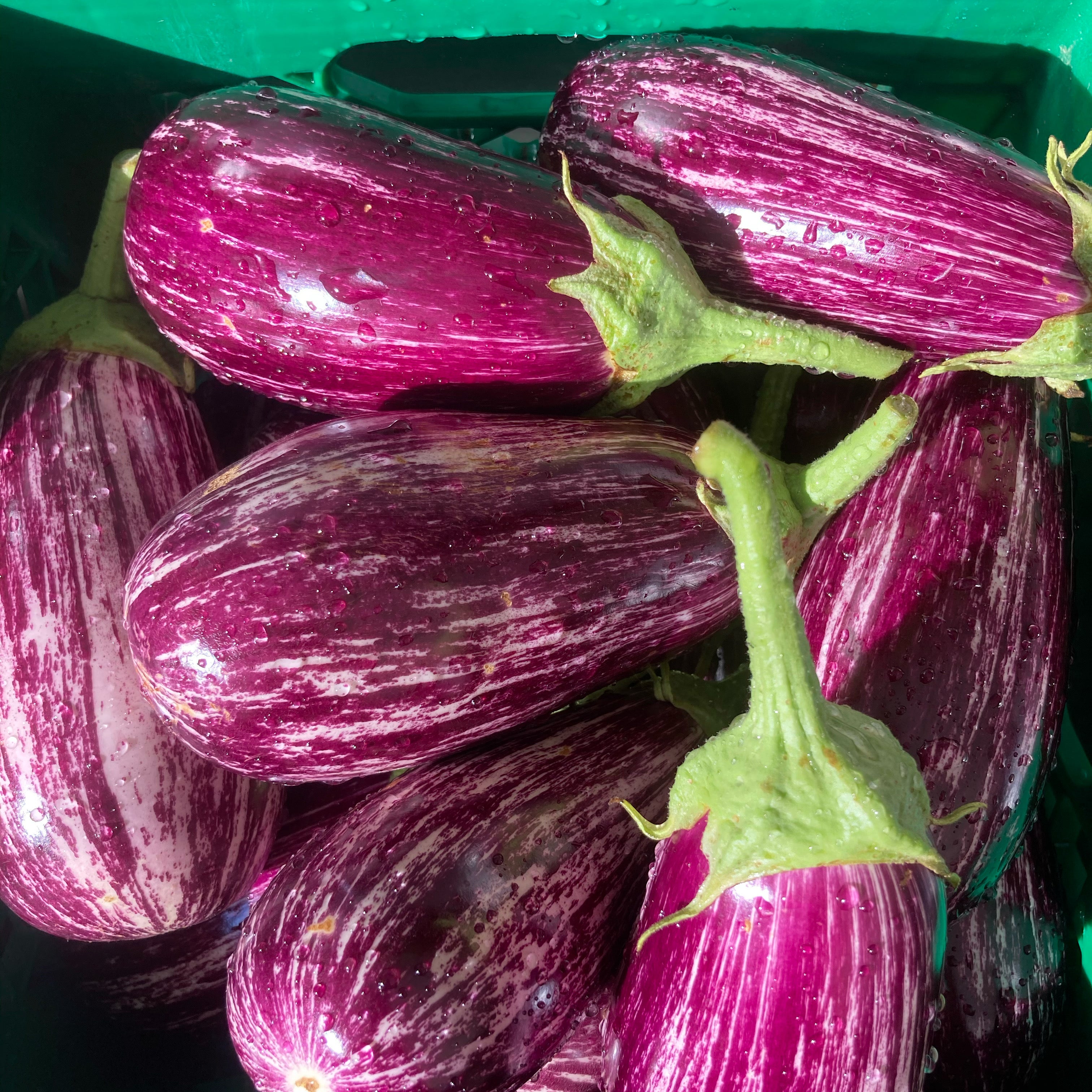 Amanda Staples — photo from germantownkitchengarden.com